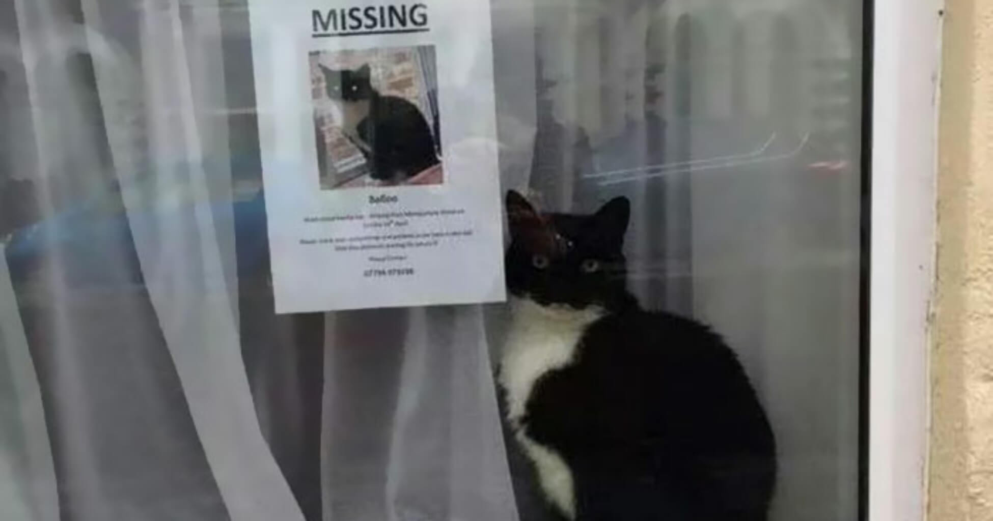 A Cat Went Missing And Later, Found Near Its Own ‘Missing Cat’ Poster