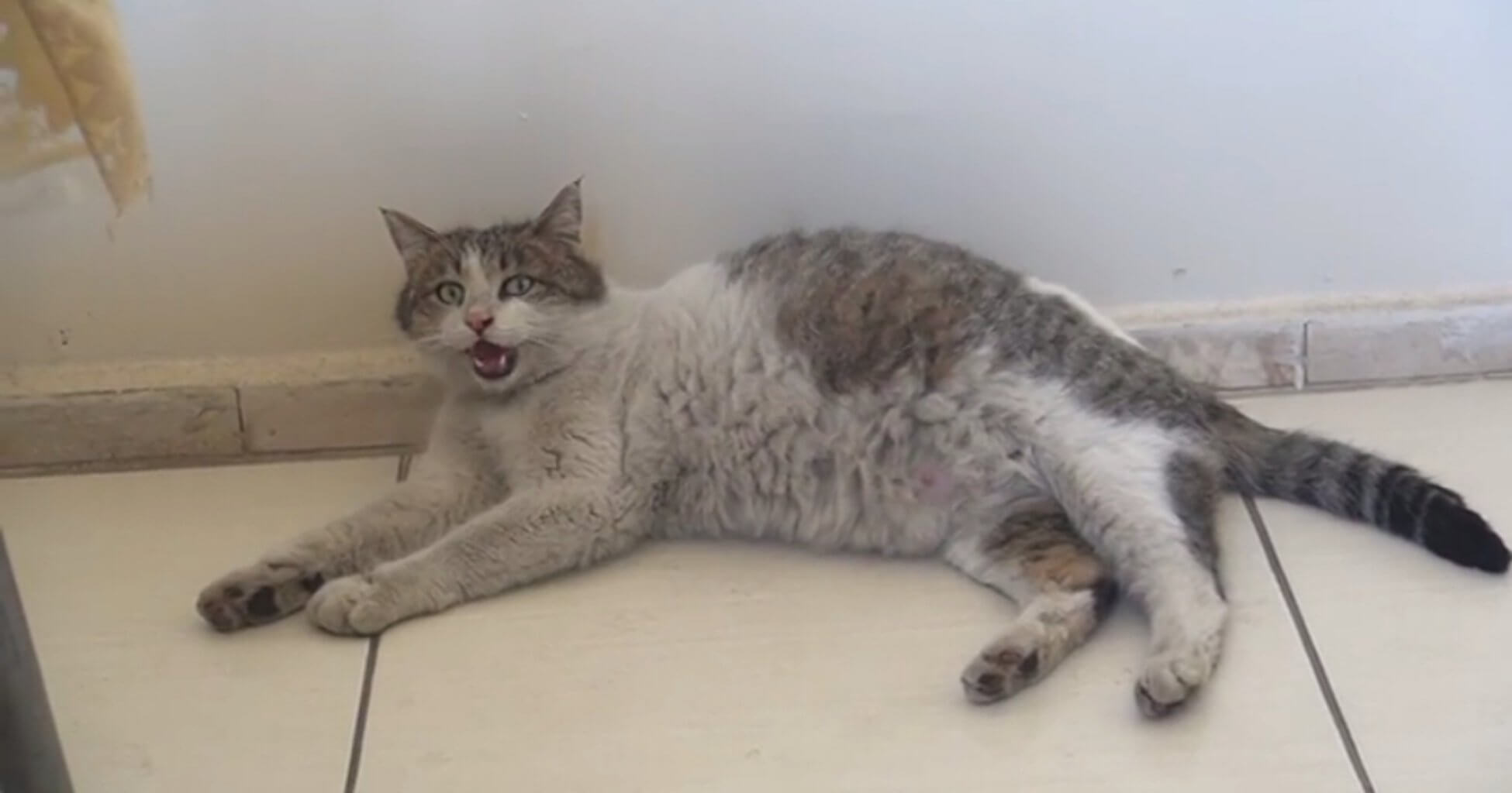 pregnant-cat-arrives-at-health-clinic-in-turkey-meowing-for-some-help