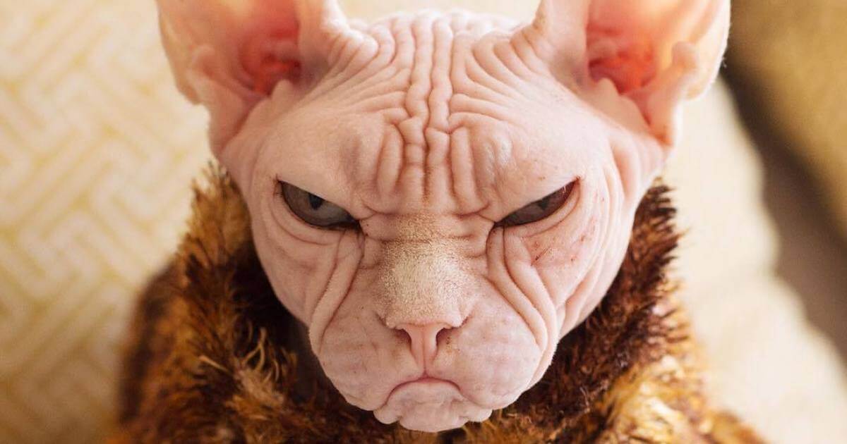 Move Aside Grumpy Cat Loki Is The New Grumpiest Cat In The World Paws