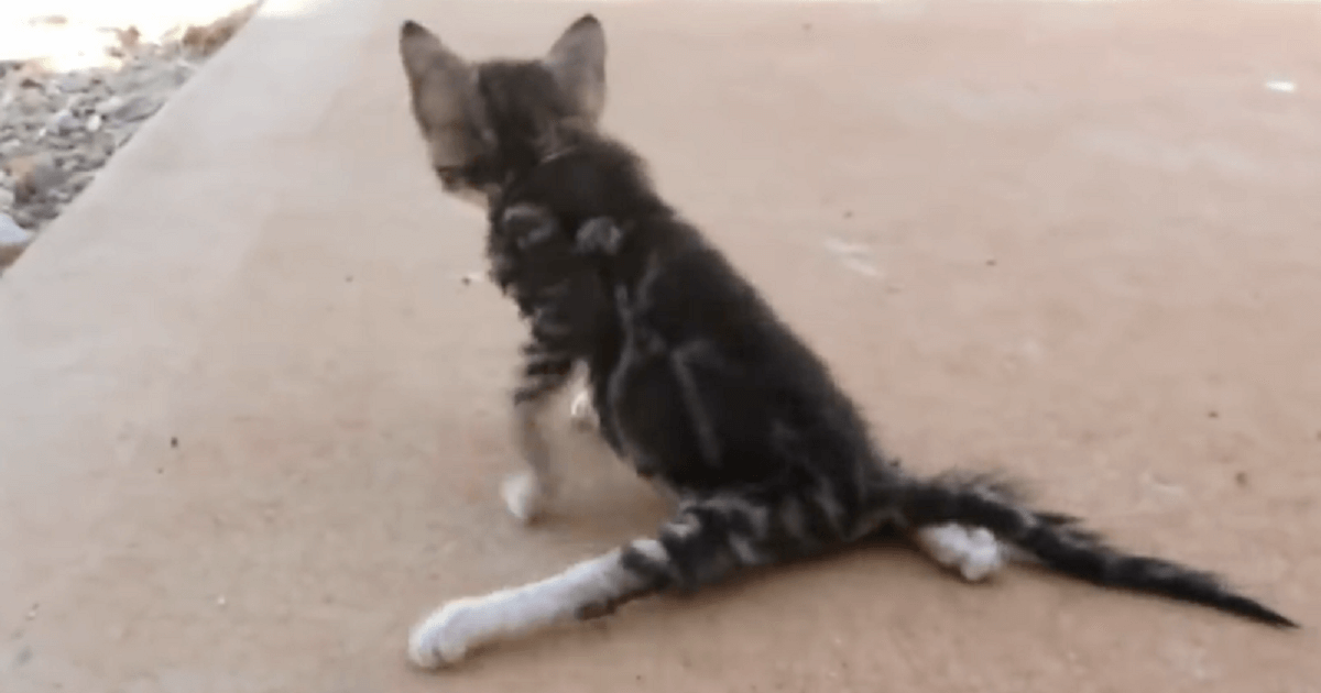 Broken Kitten Shaking In Fear, Abused By Owners Who Swung Her By The