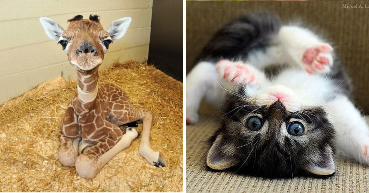 10+ Cute Baby Animals That Will Make You Say ‘Aww’ PAWS PLANET