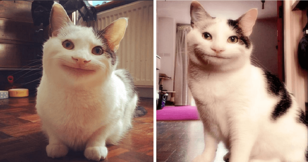 Meet Ollie, The Polite Cat With The Amazing Expression PAWS PLANET