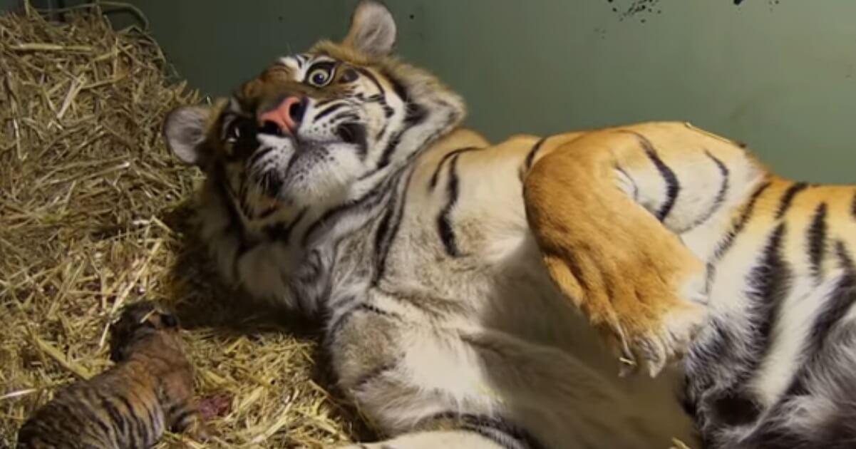 Tiger Gives Birth To Lifeless Cub Then Caretakers Watch In Awe As