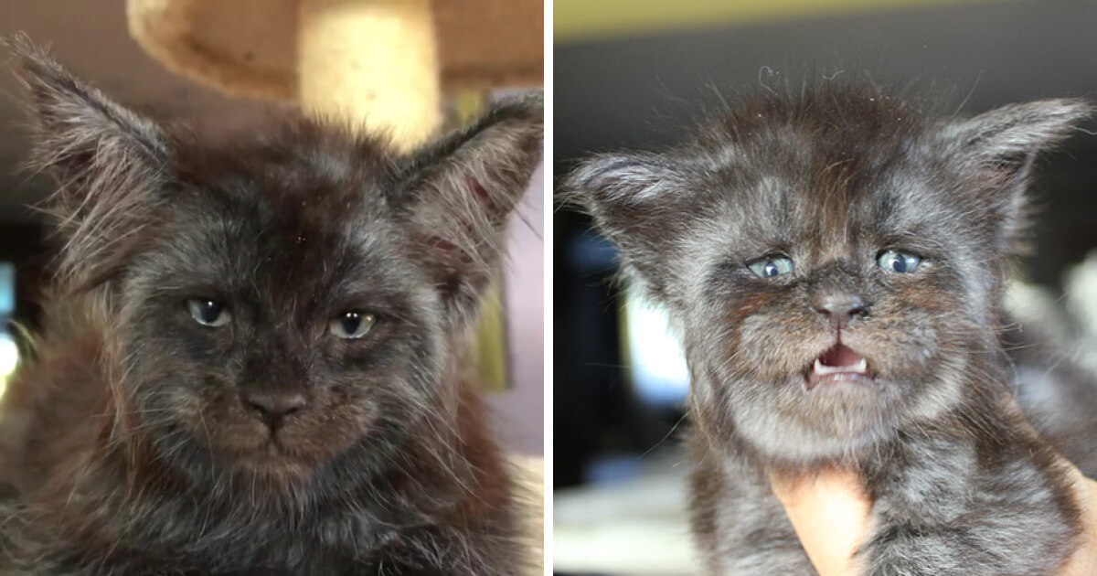 Cat With A Human-Like Face Makes Everyone Can’t Unsee It