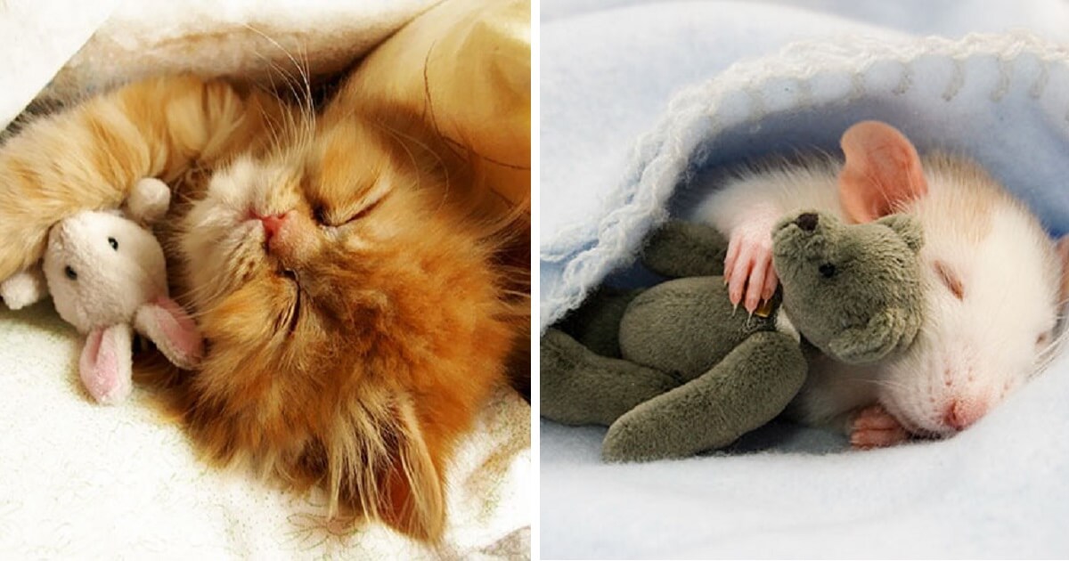 adult sleeping with stuffed animal