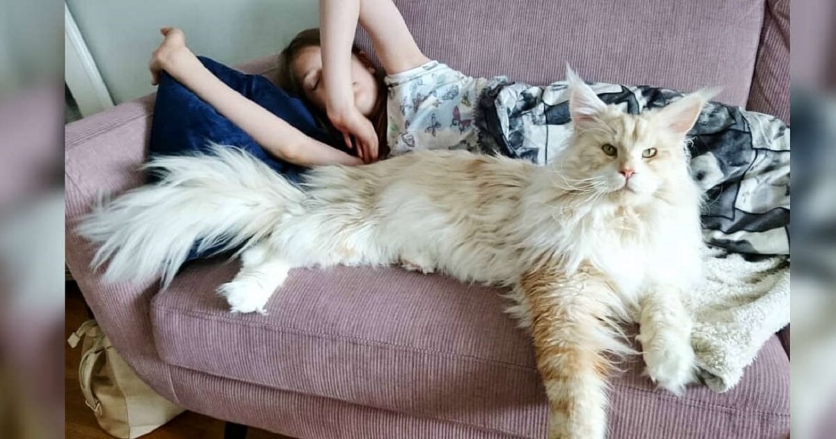 Cat Owner Shares Amazing Photos Of Her Giant Maine Coon Cat