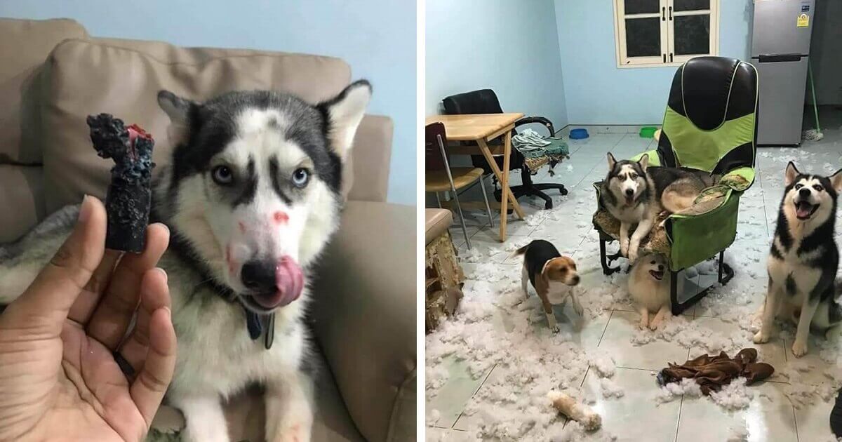 10+ Naughty Dogs Who Were Not Shamed For Their Hilariously Crimes