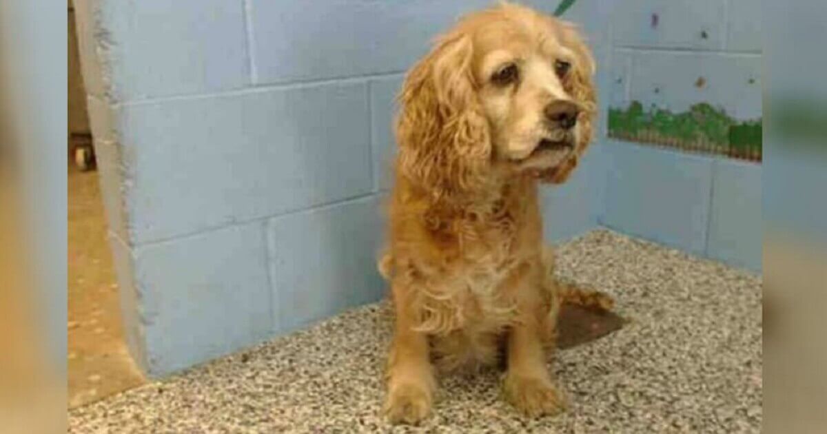 15-year-old-dog-cries-at-shelter-when-her-owners-leave-her-behind-to