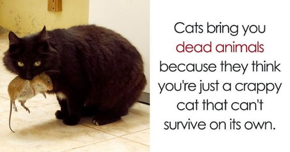 30 Amazing Cat Facts That You Probably Never Knew