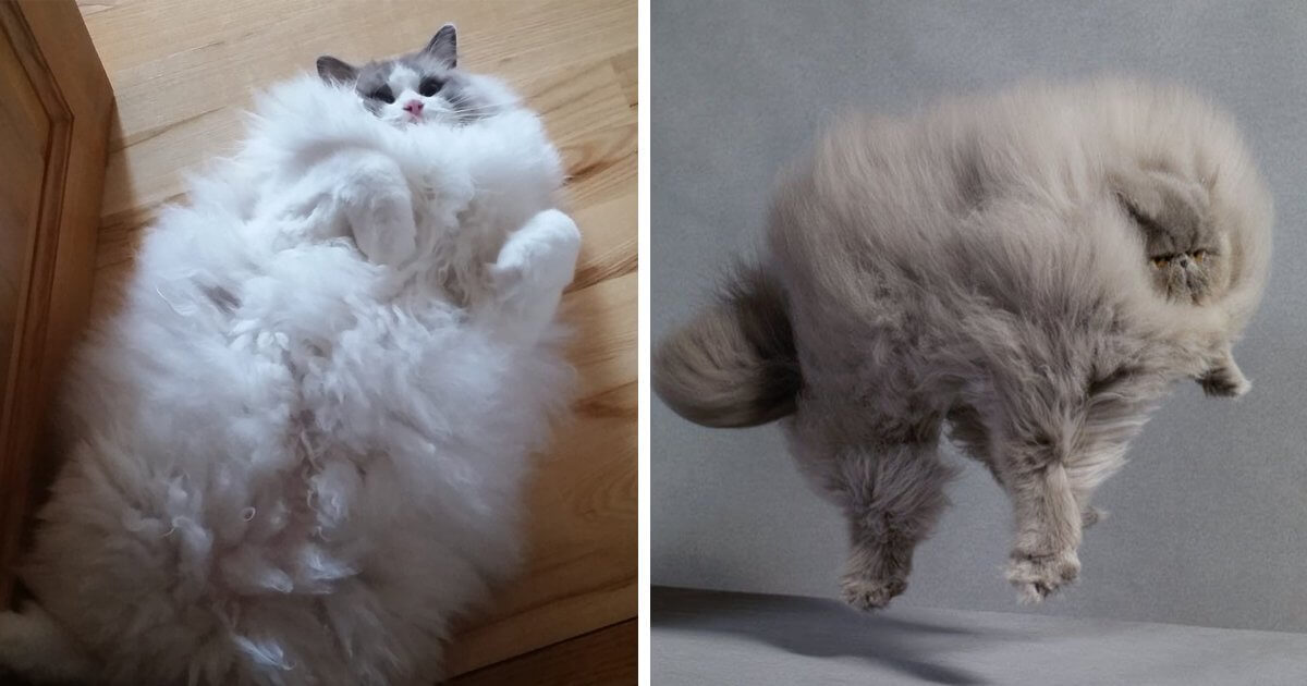 Фотографии Пушистых Котов