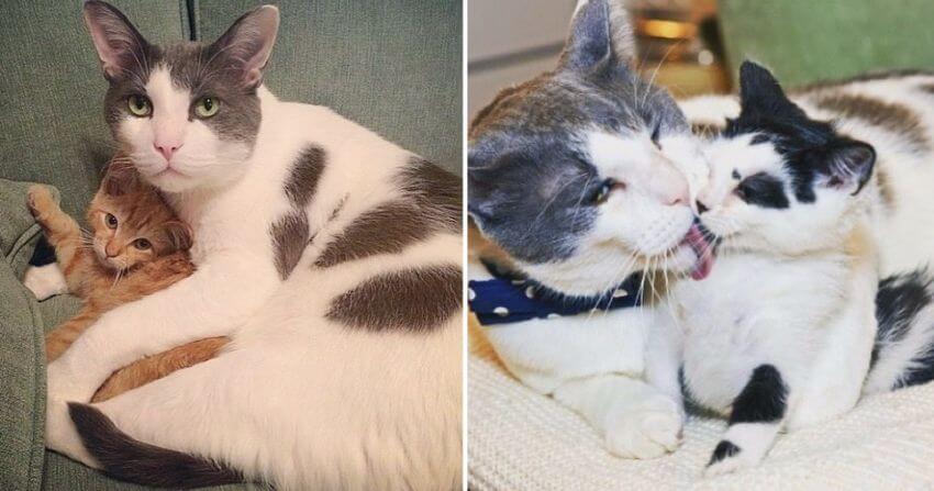 do male cats help raise kittens