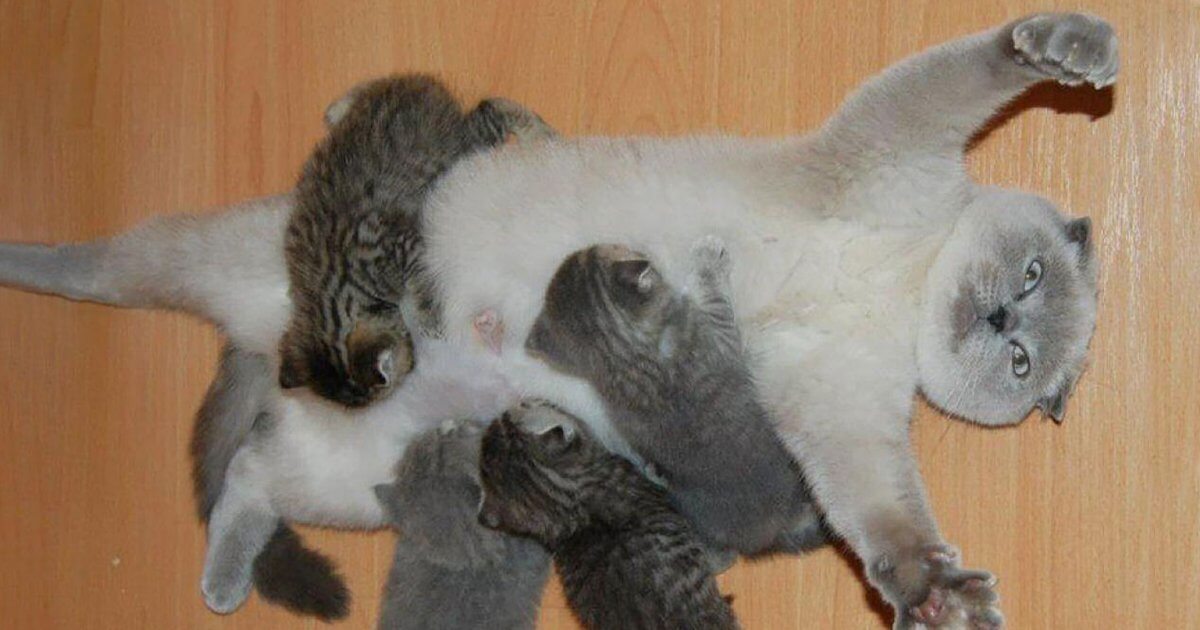 Download 30 Proud Cat Mommies With Their Kittens Will Warm Your Heart