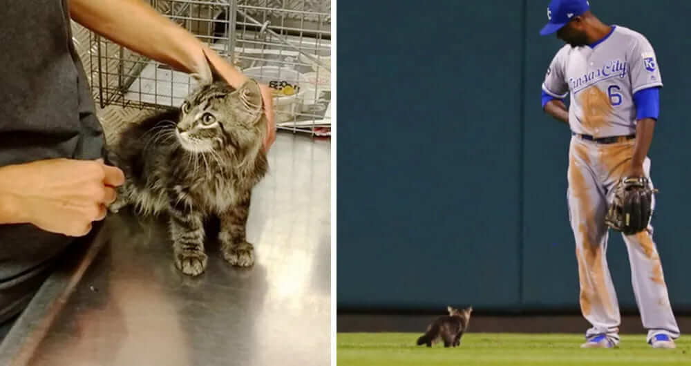 Kitten Who Surprised Baseball Players During Game Is Found with Updates