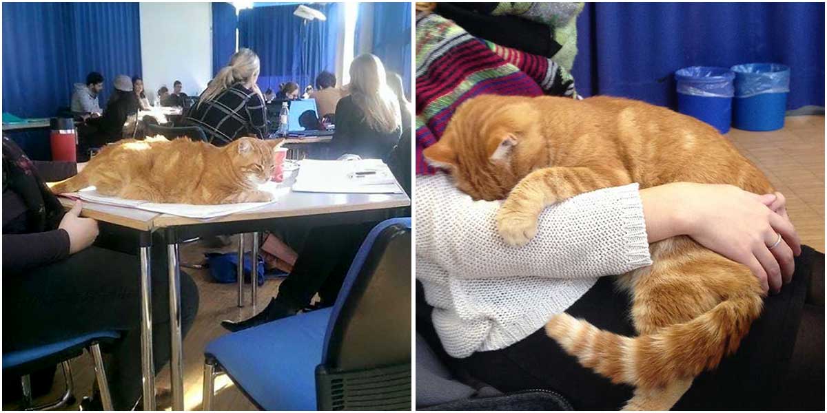 This Cat Comes To University Each And Every Day To Help Students With