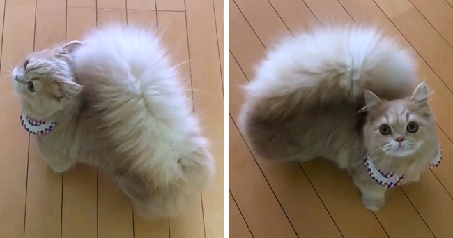 This Is Bell, The Cat With Squirrel-Like Tail - Paws Planet