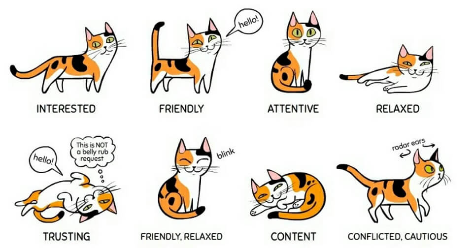 guide-on-how-to-understand-your-cat