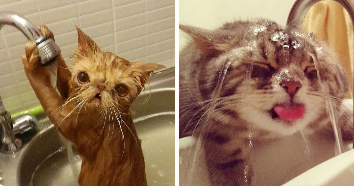 10+ Crazy Cats That Actually Love Water - Paws Planet