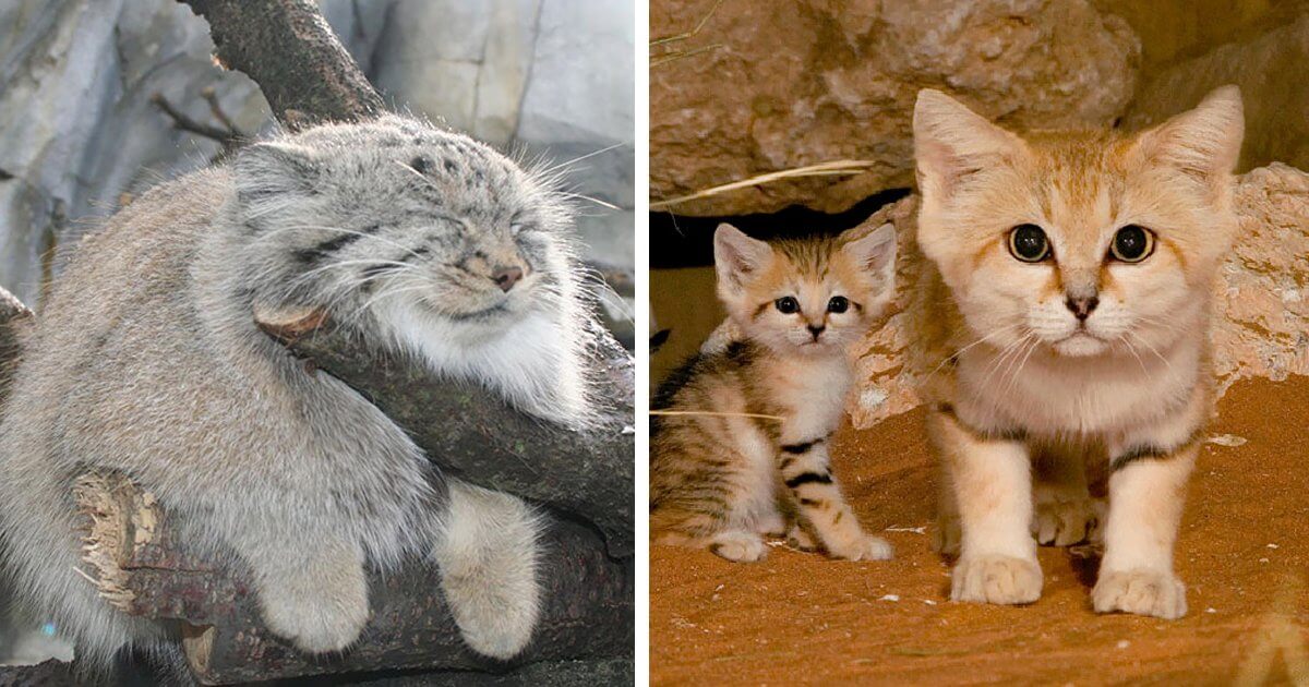 10+ Rare Wild Cat Species You Probably Didn’t Know Exist