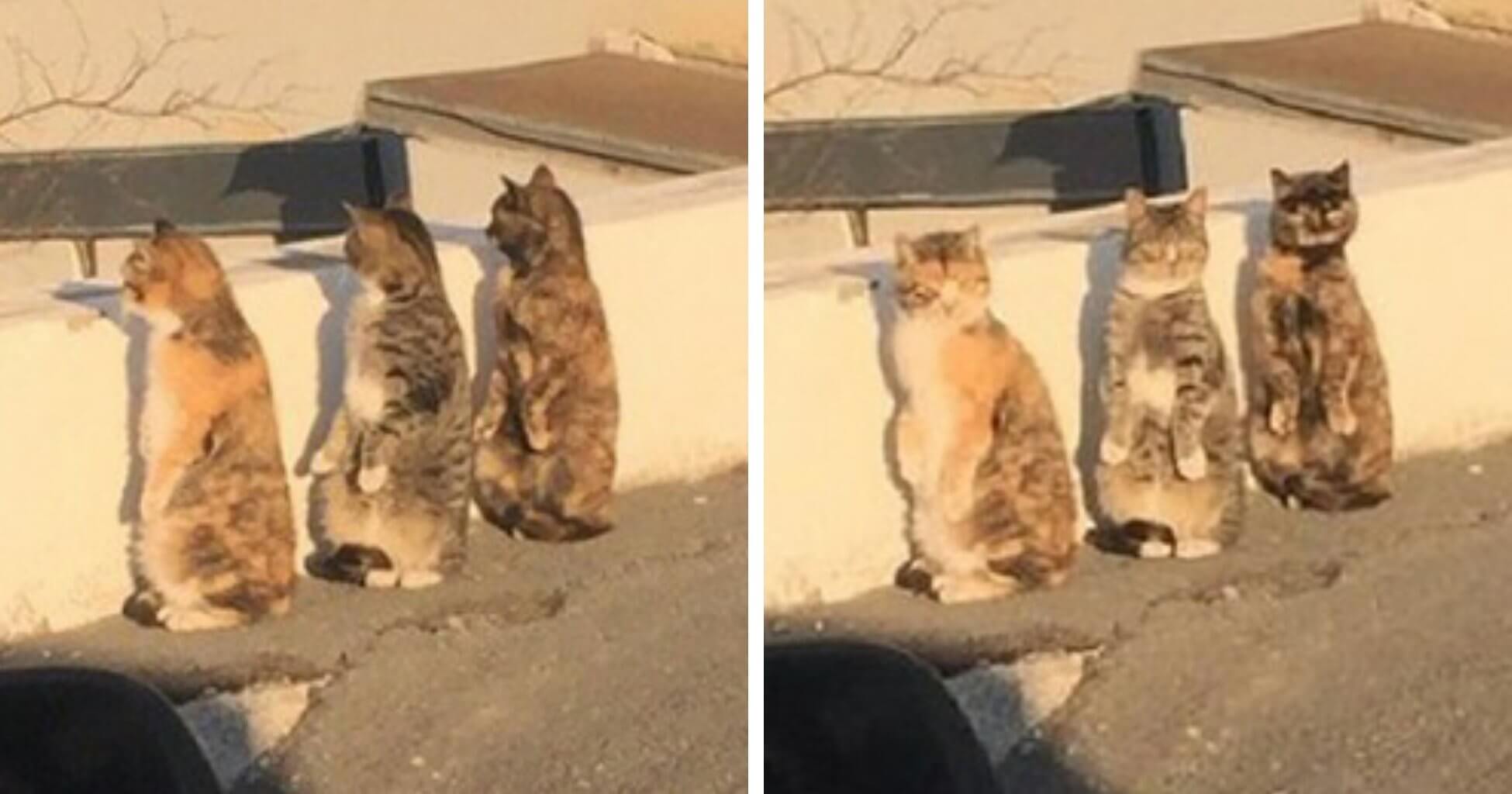 3-cats-acting-like-humans-get-caught-on-the-spot-and-react-in