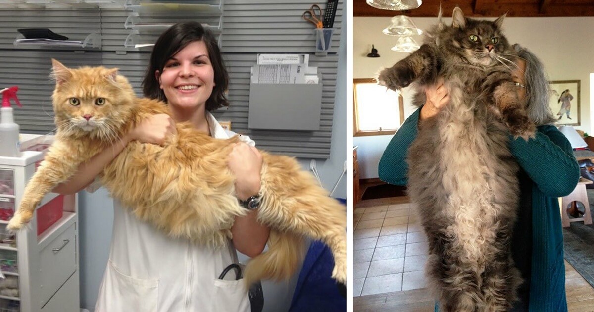 43+ Dog Maine Coon Cat Size Comparison Furry Kittens