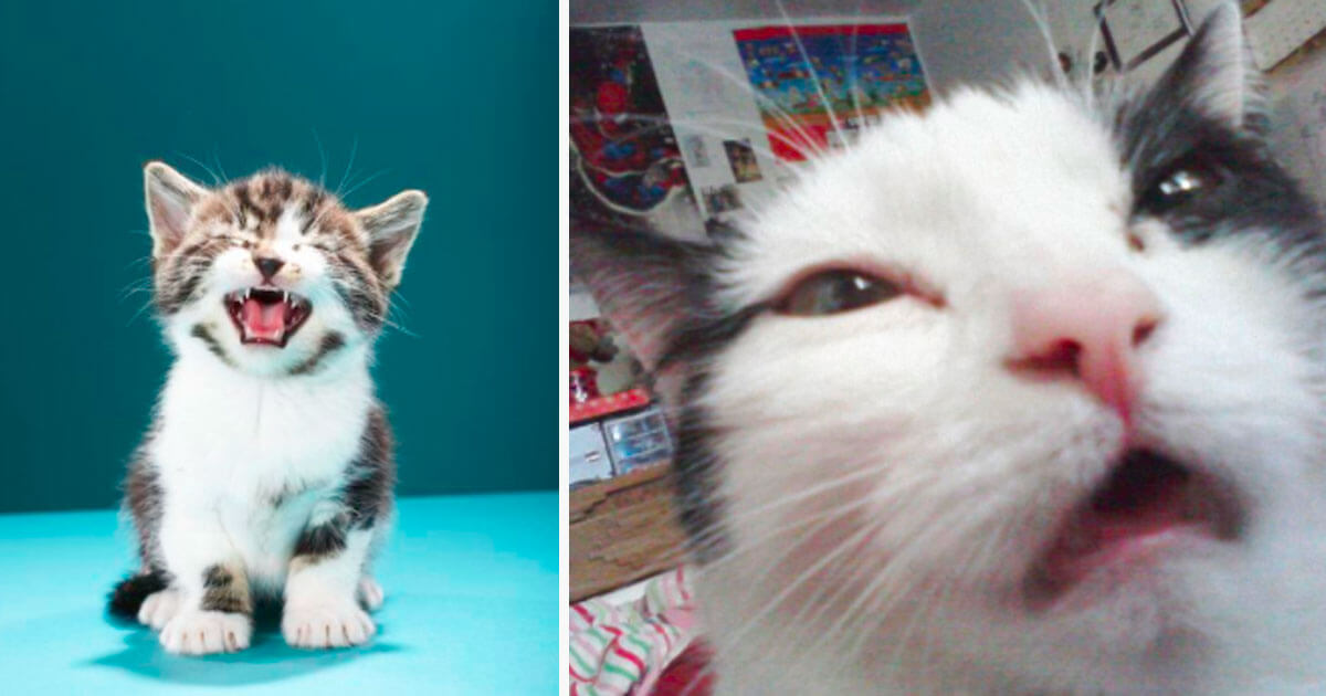Hilarious Faces That Cats Made Right Before They Were About To Sneeze