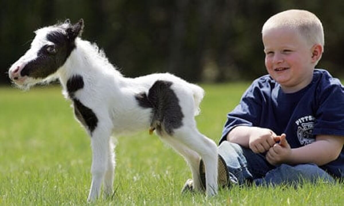 The Smallest Horse In The World? - Paws Planet