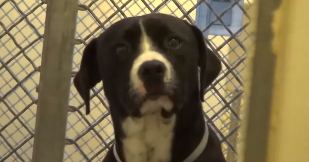 Death Row Dog Freaks Out When He Realizes He's Being Adopted Into a New  Loving Family