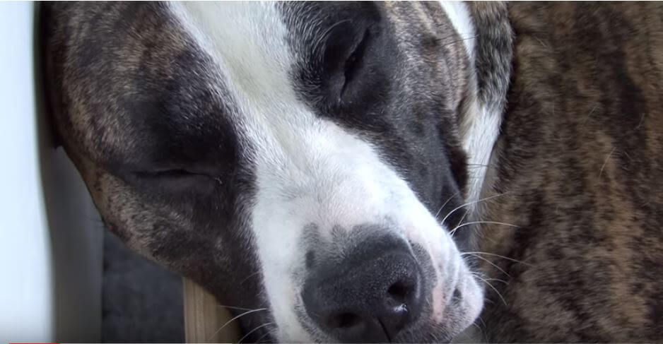 Pregnant Dog Held Secret In Her Belly. Dad Films Birth, Nearly Drops