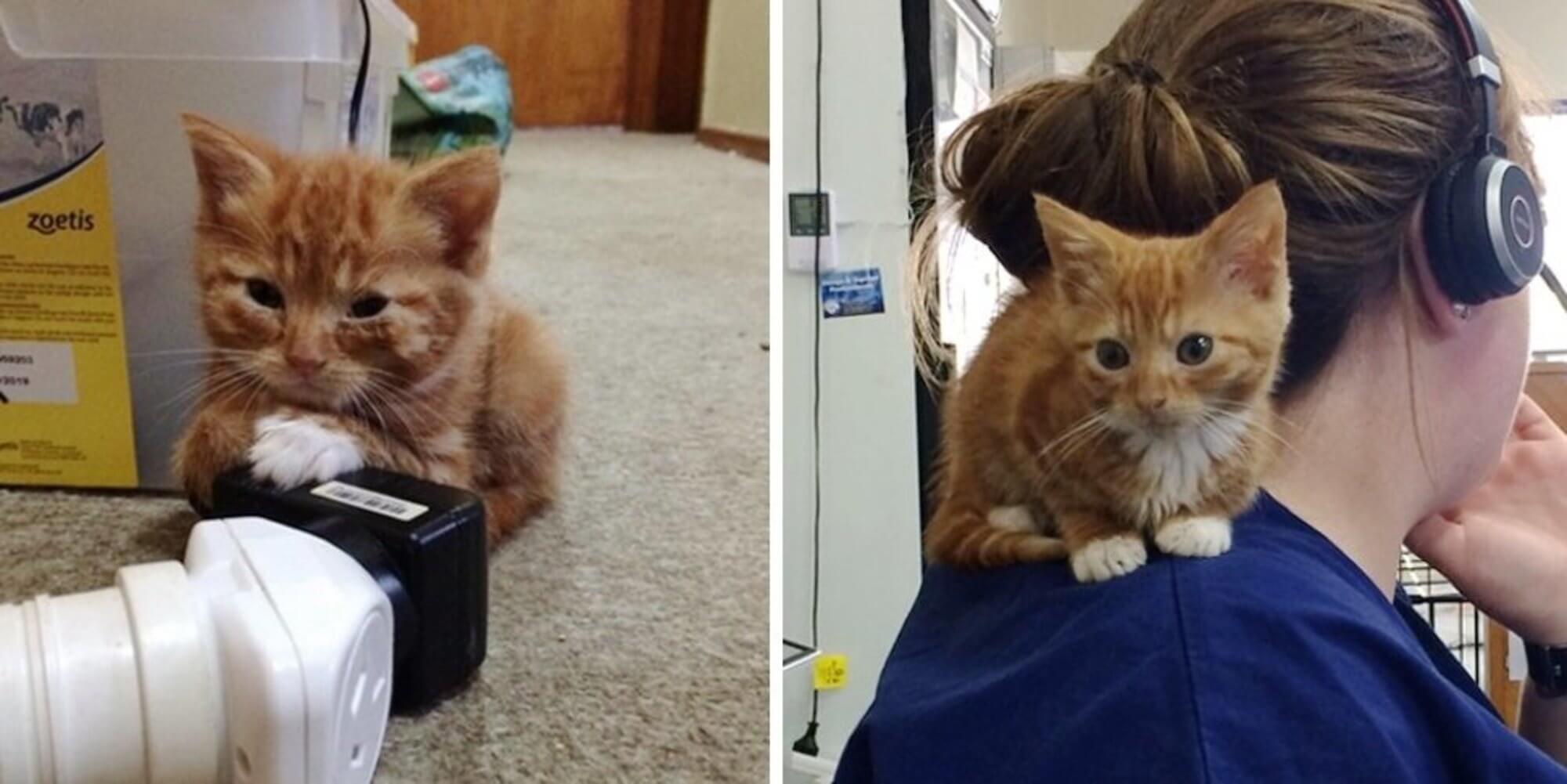 Kitten Who Stays Forever Tiny in Size, Is So Happy to Be Loved After