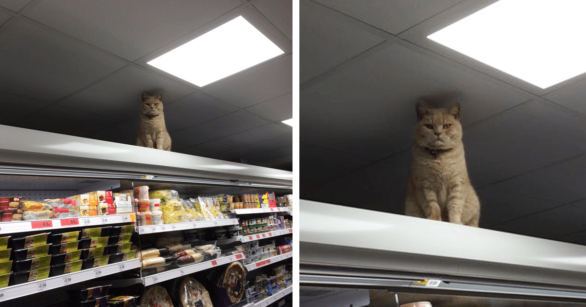 Badass Cat Proves He S The True Owner Of This Supermarket In London