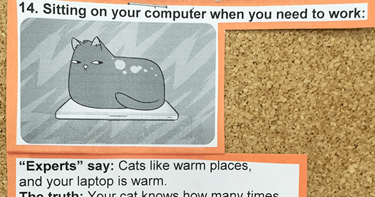 This Vet Put Explanations Of 15 Common Cat Behaviours On His Cork Board