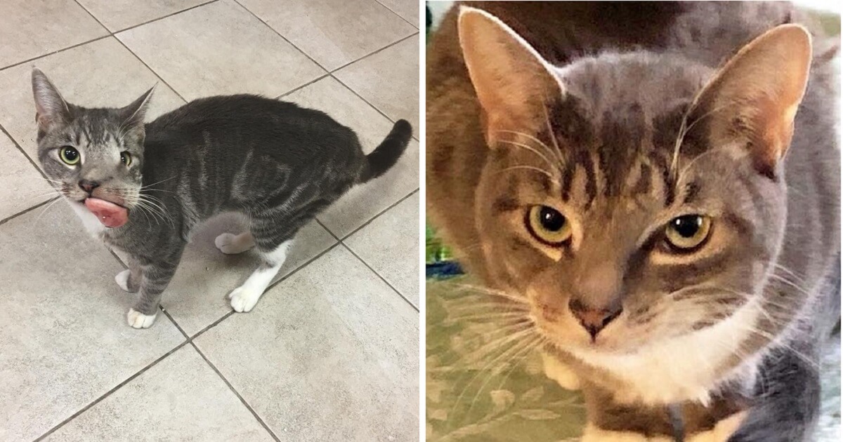 Cat with Baseball Sized Tumor Gets Her Beautiful Smile Back PAWS PLANET