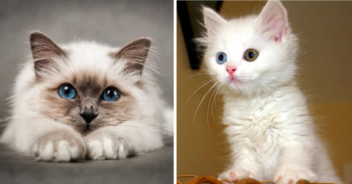 most adorable cats