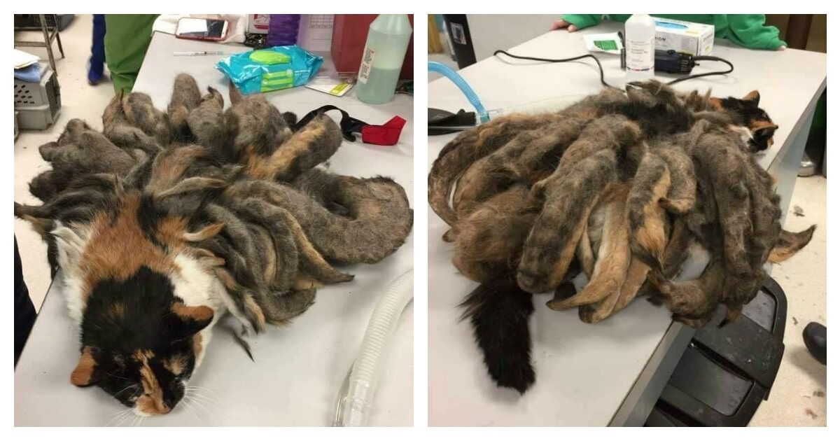 Neglected Cat With “Dreadlocks” Loses 2 Pounds Of Master Fur Paws