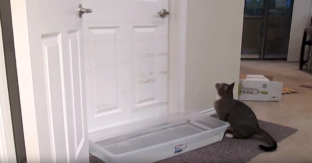 Clever Kitten Named 'Mulder' Has Figured Out How To Open Doors