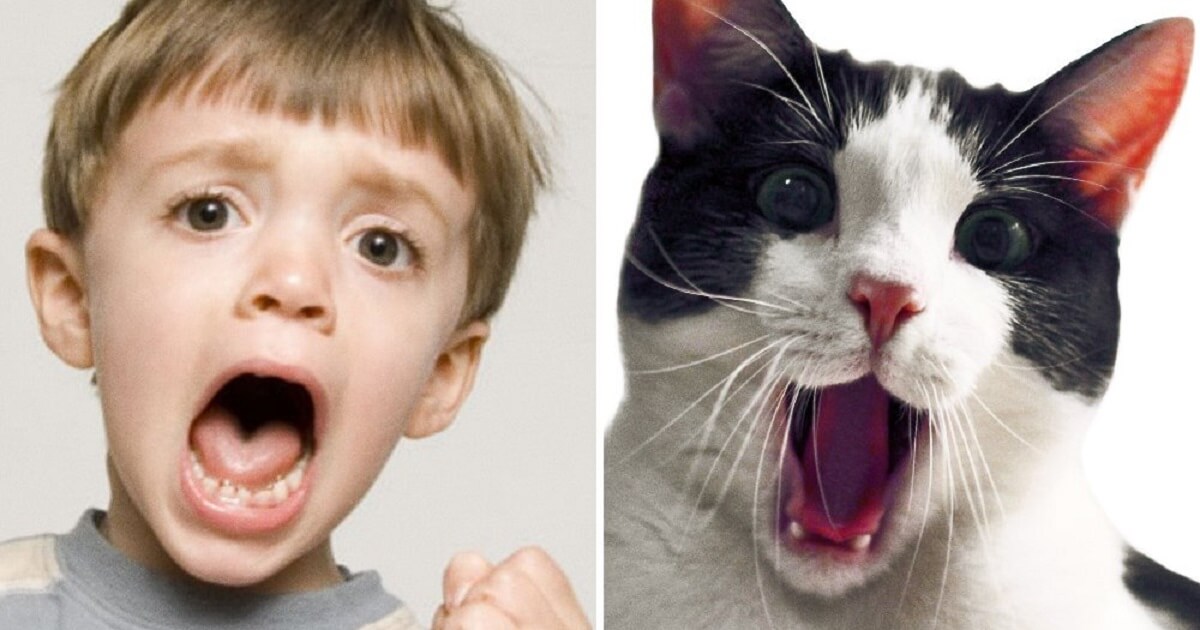 10-pics-that-prove-animals-can-feel-just-as-many-emotions-as-kids