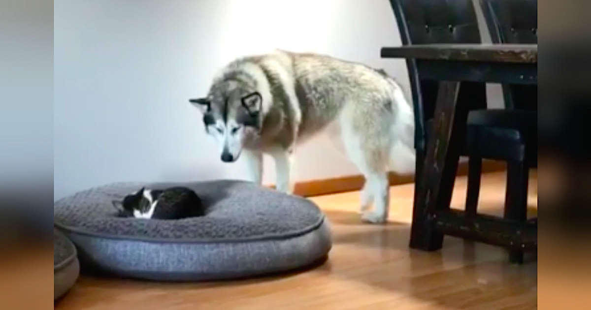 why do malamutes pounce