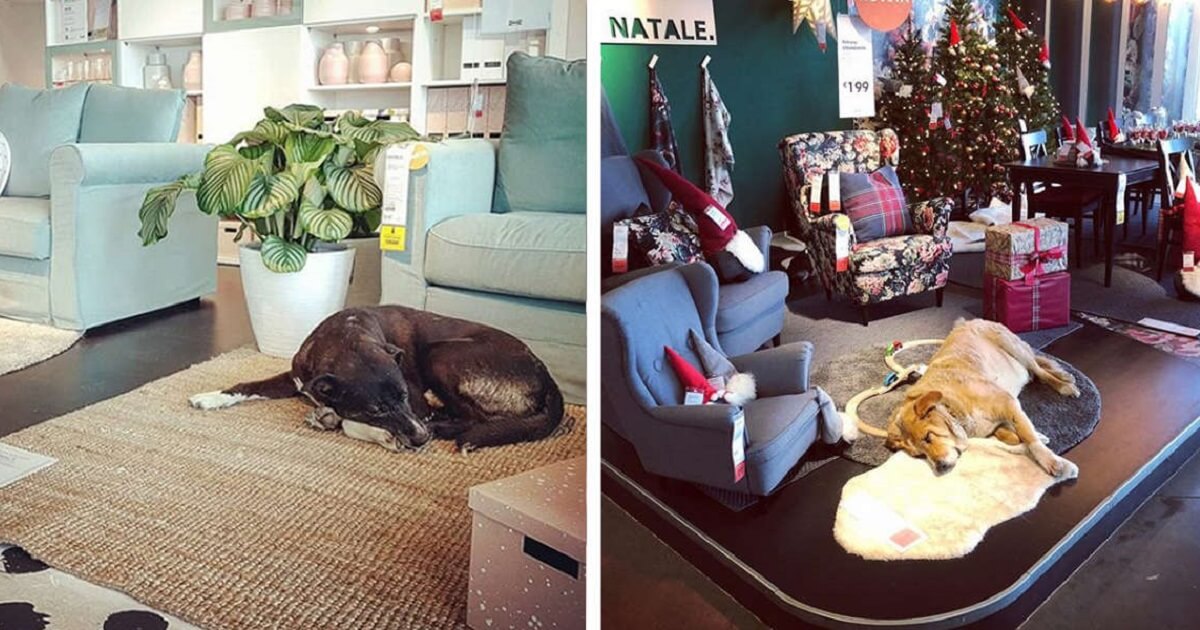 Nice Ikea Store In Italy Opens Its Door To Protect Stray Dog In