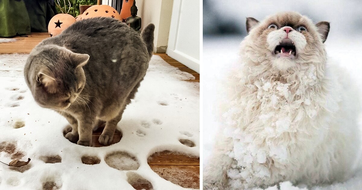 10-Cats-Not-Afraid-To-Show-How-Much-They-Hate-The-Snow.jpg