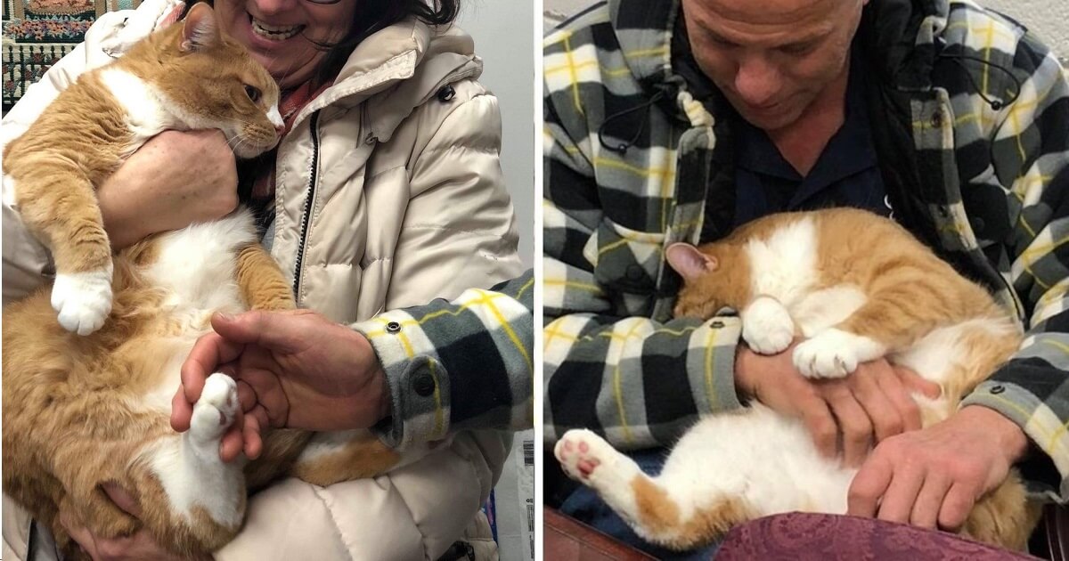 Family Returns Adorable Cat To The Shelter For Being 'Too Cuddly'