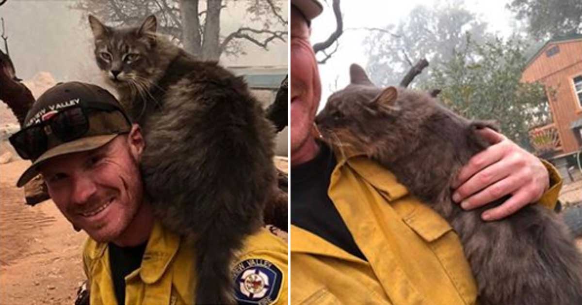 California Firefighter Rescued A Cat From Wildfire And Now She Won't ...