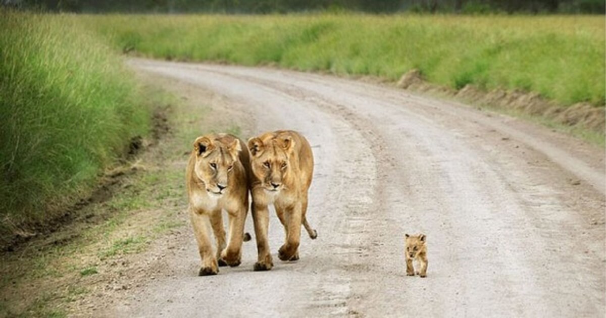 25 Unforgettably Sweet Pictures Between Wild Animals And Their Babies