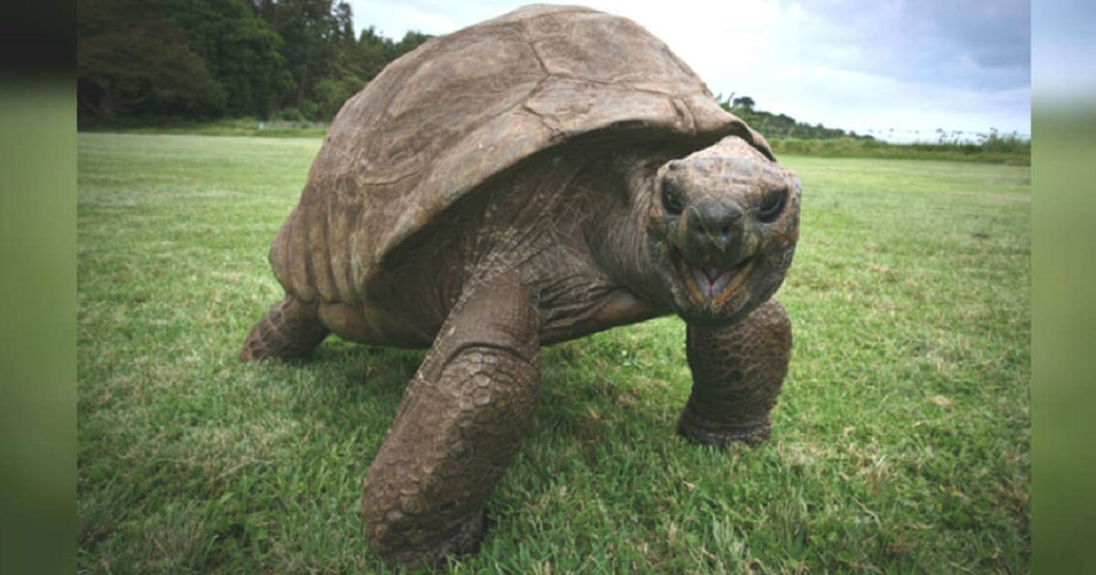 discover-the-oldest-living-animals-on-earth-today-az-animals