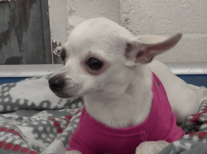 1YearOld Chihuahua Dumped At Shelter Cries Herself To