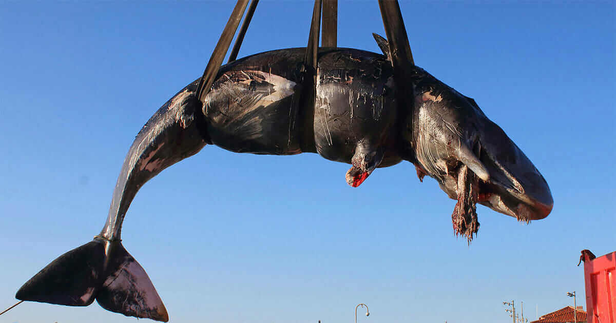 A Pregnant Sperm Whale Was Found Dead With Nearly 50 Pounds Of Plastic