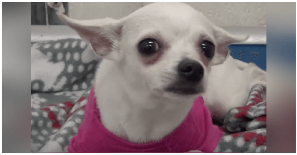 1 Year Old Chihuahua Dumped At Shelter Cries Herself To Sleep In Pink Sweater 1 Year Old Chihuahua Dumped At Shelter Cries Herself To Sleep In Pink Sweater