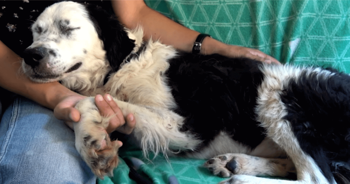 neglected-dog-falls-asleep-in-her-rescuer-s-lap-after-realizing-she-s