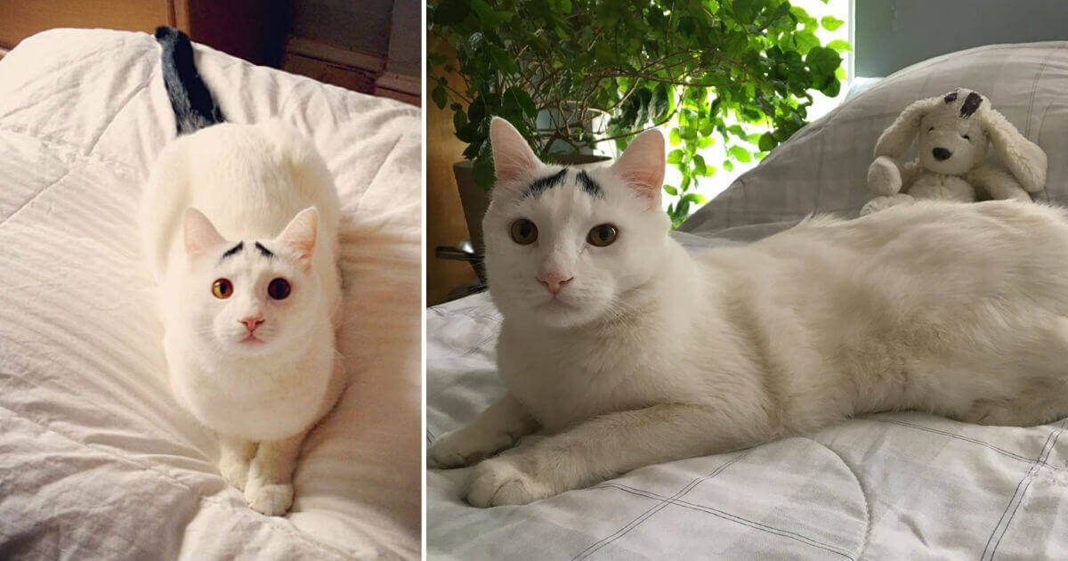 This Cat Has Taken The By Storm With His Incredible Expressive