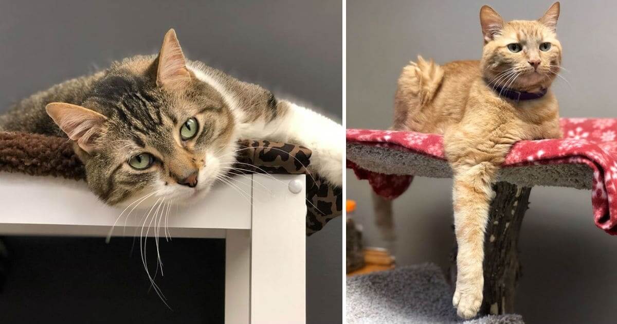 Cats Living In Basement For 3 Years Finally Find Forever Home Paws
