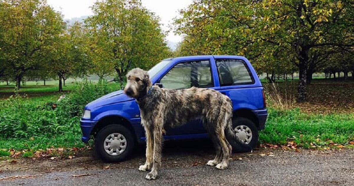 are irish wolfhound aggressive